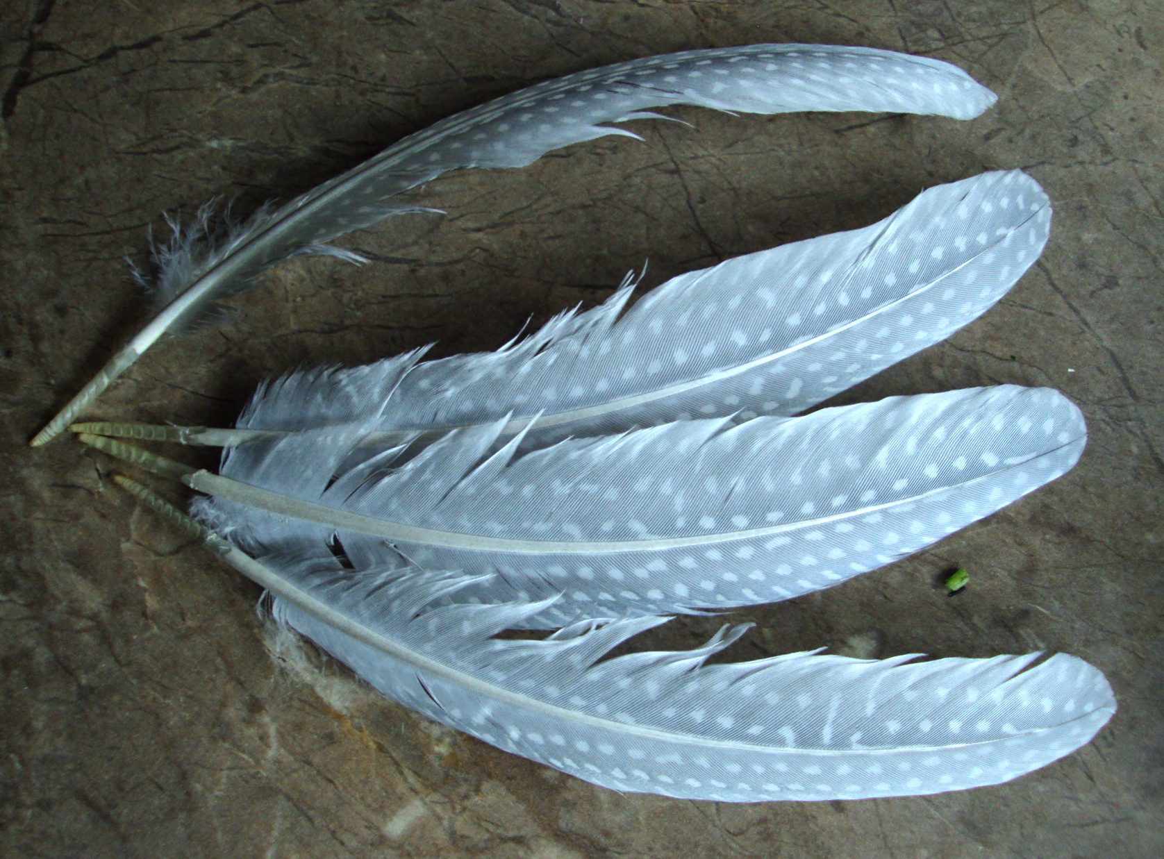 Длинные перья