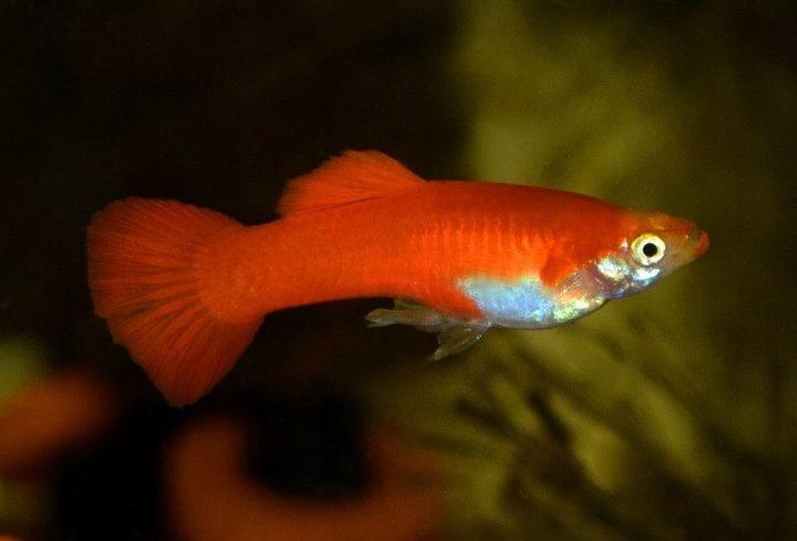 Гуппи оранжевый дракон. Оранжевый лисий хвост. Оранжевый хвост. Кавказская белка векша. Хвост лисы без шерсти.