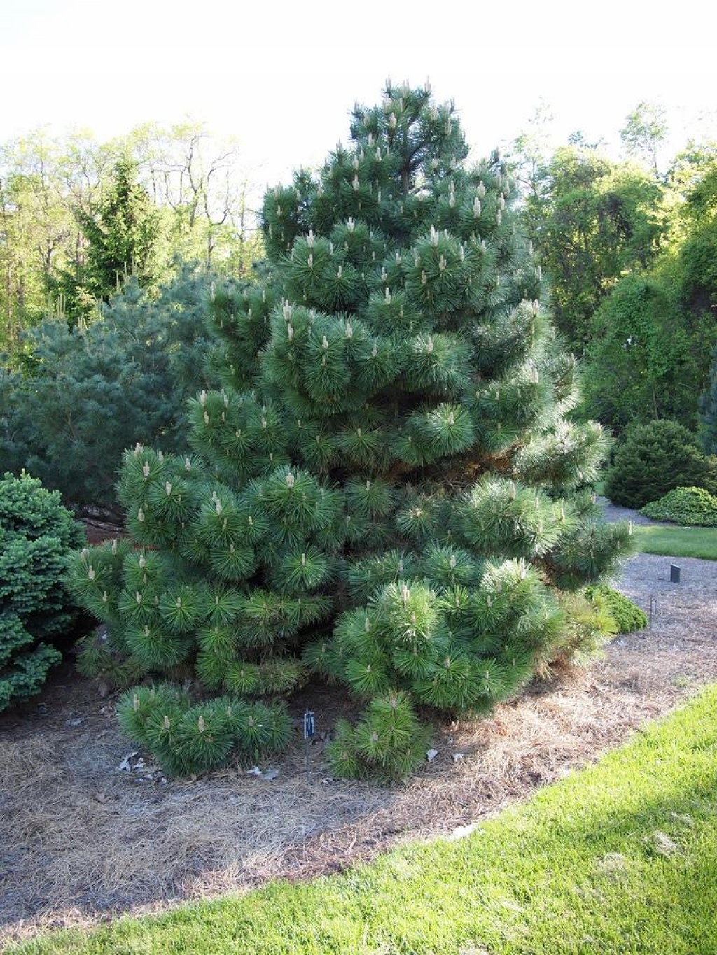 Сосна Pinus nigra