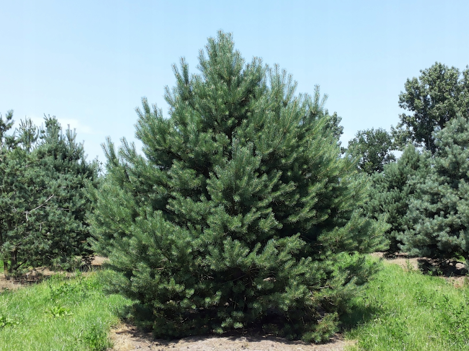 Сосна обыкновенная, Pinus Sylvestris, 