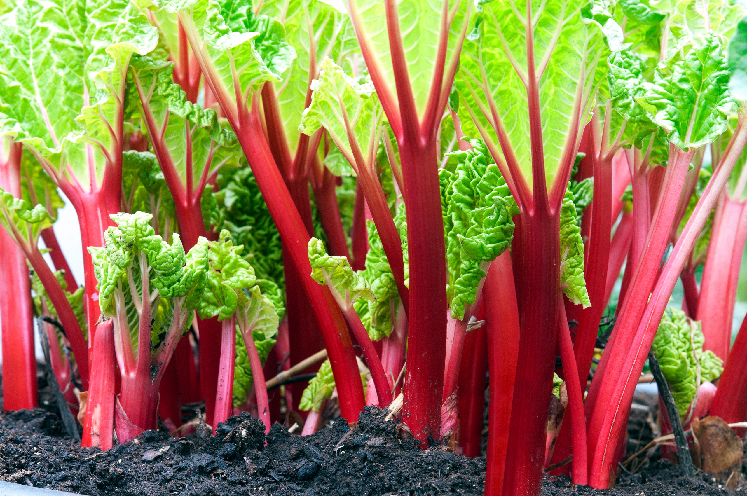 Ревень фото. Ревень канадский красный. Hermes красный ревень. Ревень краситель. Rhubarb Forest.