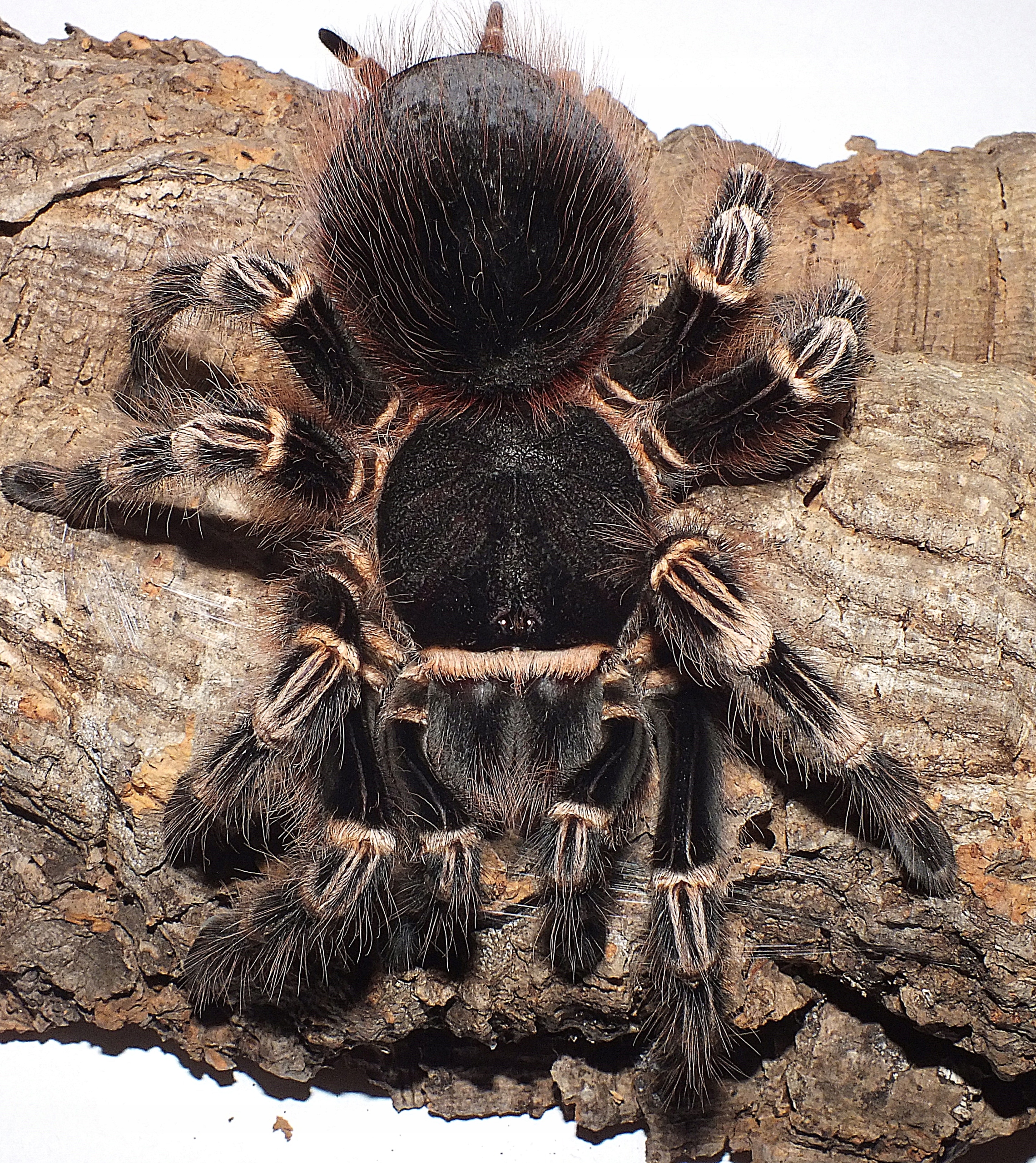 Acanthoscurria geniculata фото