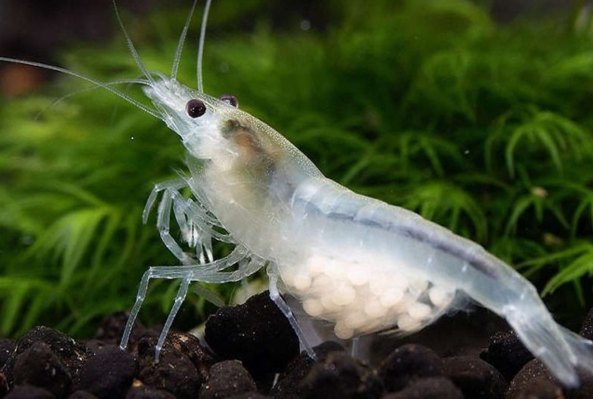 Креветки в аквариуме. Креветка Снежинка - Neocaridina CF. Zhangjiajiensis var. White. Аквариумная креветка неокаридина. Креветка неокардина тигровая. Креветка неокаридина Снежинка.