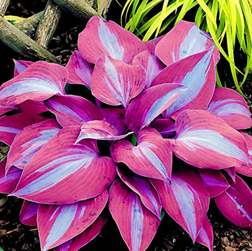 Hosta Funkia Mix С†РІРµС‚С‹