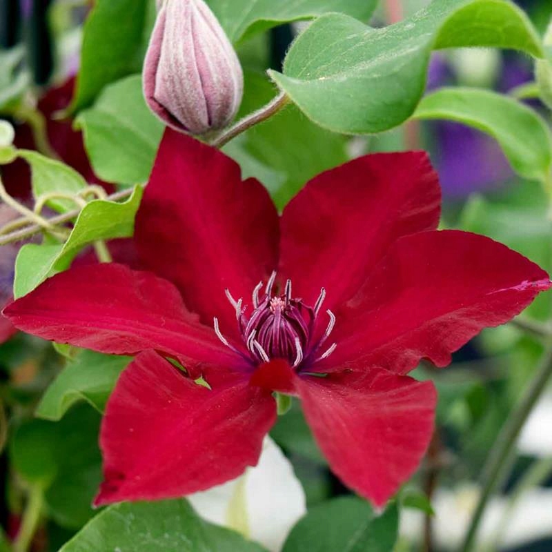 Spring Hill Nurseries Nubia Clematis Vine, Live Bareroot Perennial Plant, Red Fl