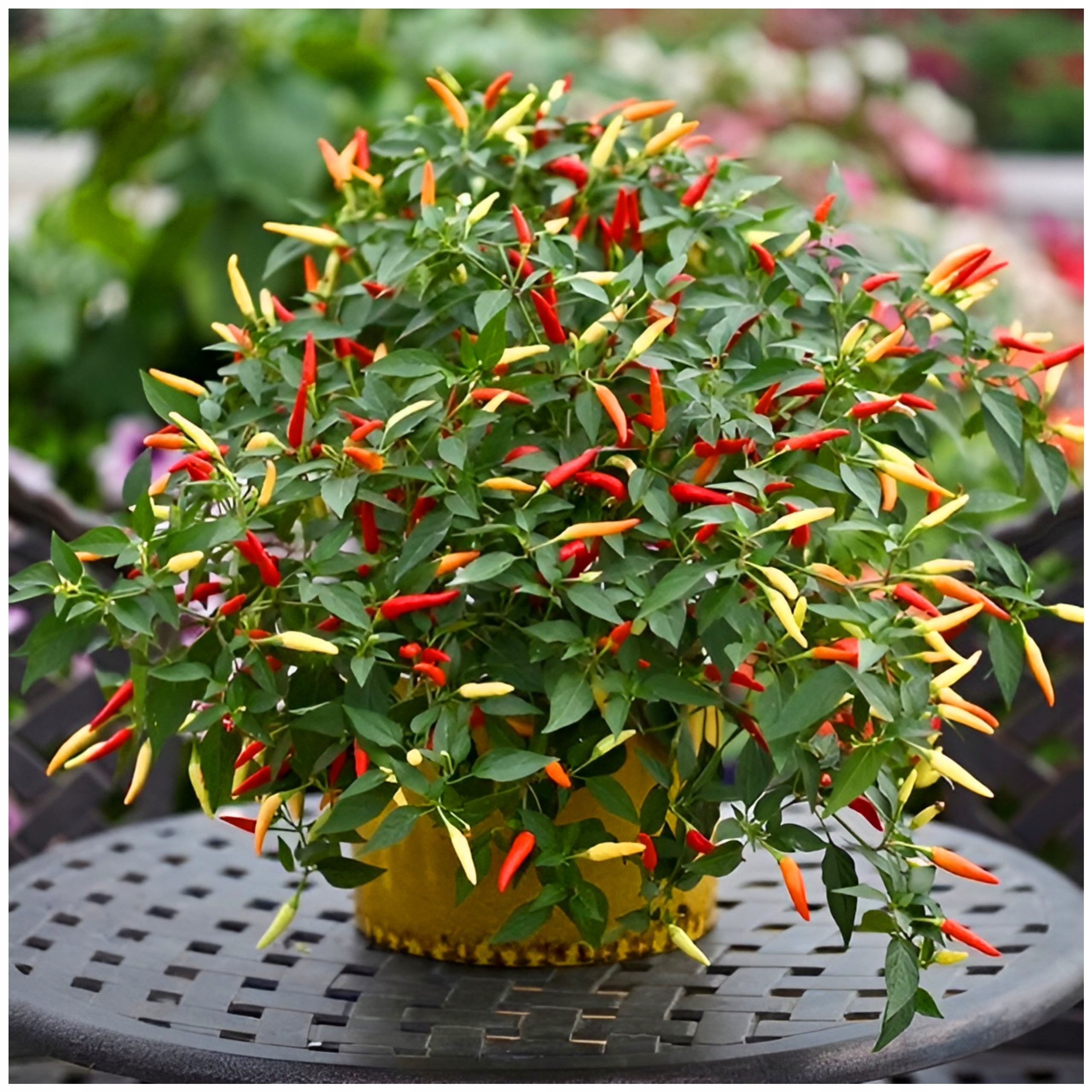 Горький перец огонек комнатный. Перец острый кайенский рассада. Перец острый тайский дракон. Перец чили уход. Перец декоративный алладин.