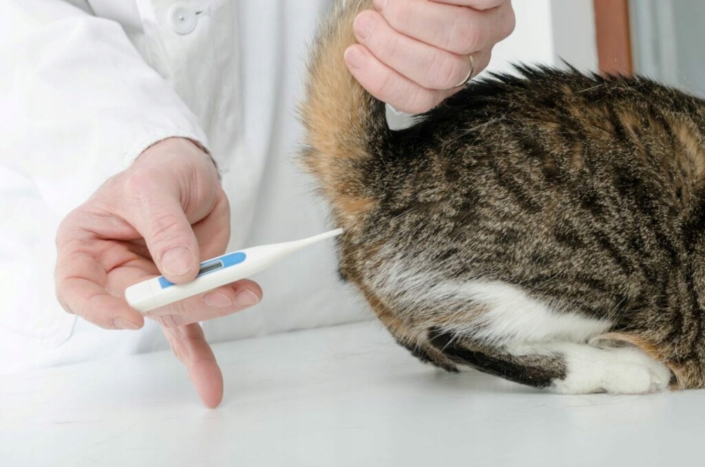 Ректальная кошка. Измерение температуры у кошек. Градусник для животных кошек. Кошка с градусником. Коту измеряют температуру.