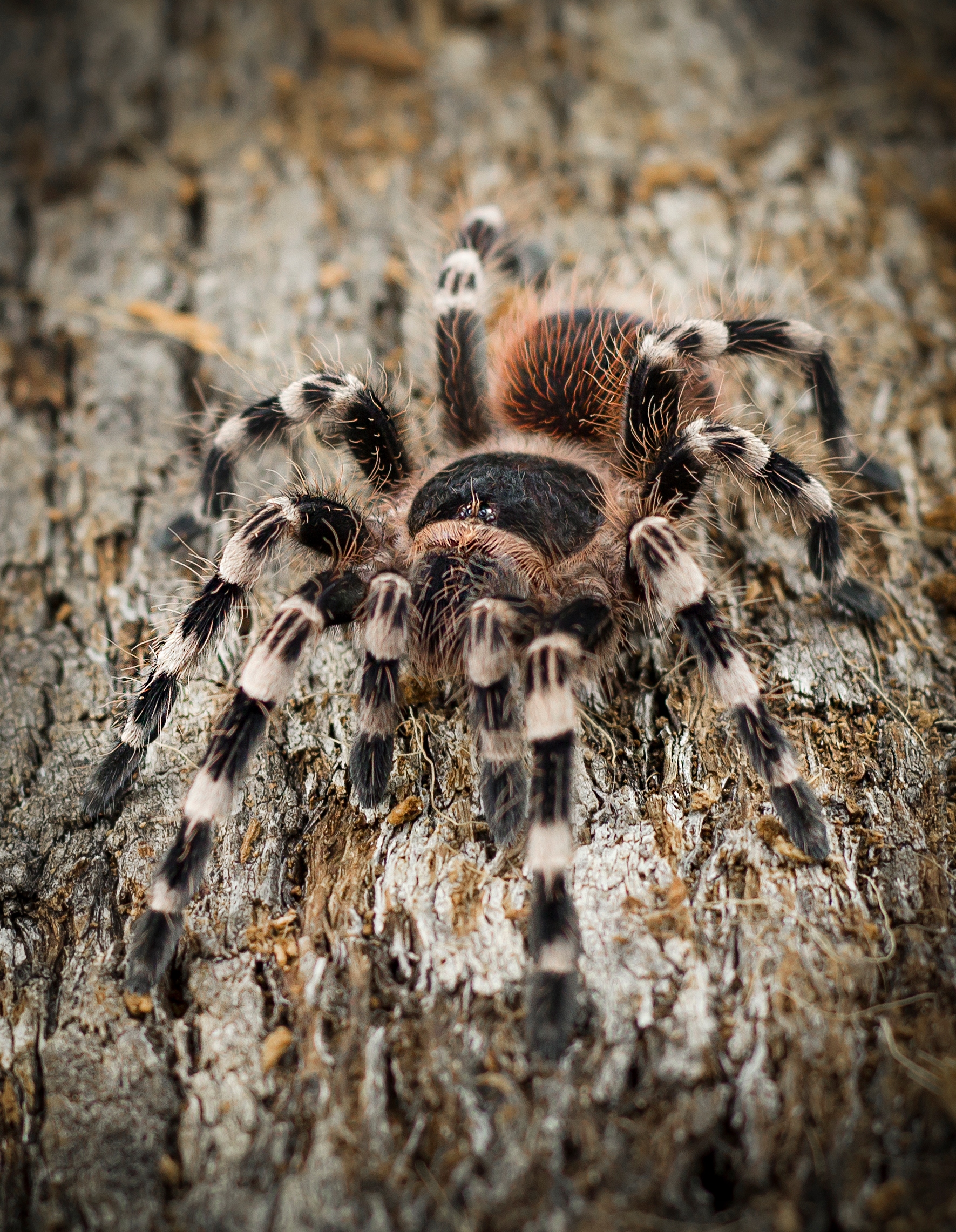 Acanthoscurria geniculata фото