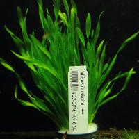 Vallisneria Asiatica XL Лучший nurzaniec легко
