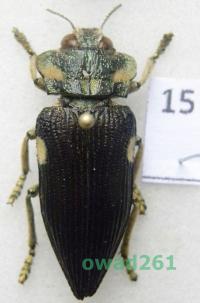 Polybothris expansicollis Madagaskar15