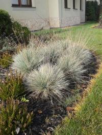 ~ОВСЯНИЦА ГОЛУБАЯ ТРАВА ХОРОШИЕ САЖЕНЦЫ и НЕДОРОГО!