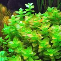 Bacopa caroliniana - подводное разведение хороших саженцев