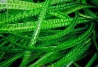 Завод Cryptocoryne crispatula Balansae рифленый