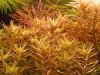 Rotala rotundifolia Red разведение Белосток saxon4