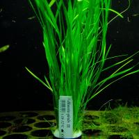 Растения в аквариум Vallisneria Spiralis простая XL