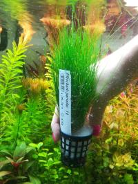 РАСТЕНИЯ ДЛЯ АКВАРИУМА ELEOHARIS PARVULA