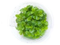 Lobelia Cardinalis sp MINI in vitro kubek 10cm