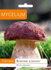 Подберезовик Сосновый мицелий лесные грибы