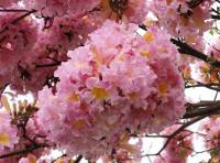 TABEBUIA ROSEA-PINK-РОЗОВЫЙ-3 СЕМЕНА
