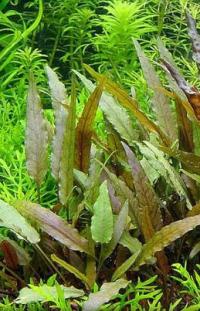 Cryptocoryne beckettii-подводное разведение