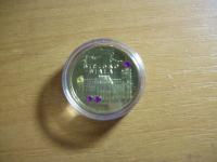 БЕЛЬСКО-БЕЛЫЙ 2008 С ФИАНИТАМИ СТРАЗЫ