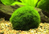 Seaweed Сферическая 3-5см - разведение подводная