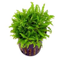Pogestemon helferi водяная звезда корзина akwa_fan