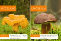 Мицелий лисичка лисичка коричневая
