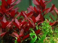 LUDWIGIA REPENS RUBIN - разведение подводная