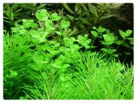 59. Micranthemum Umbrosum круглолистный порция 15x