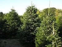 ГК ПИХТА КАВКАЗСКАЯ 7-15 СМ. ABIES KAUKASIKA