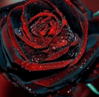 РОЗА ЧЕРНАЯ КРОВЬ - СЕМЕНА