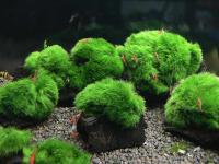 5 Больших Кусков Lignitu И Seaweed Скалы