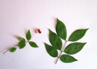 ЛИСТЬЯ, ЦВЕТЫ, ПЛОДЫ ДЕРЕВЬЕВ 30 ГАТ. ГЕРБАРИЙ НАБОР