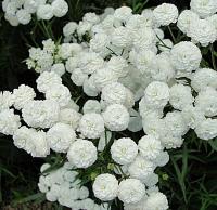 ЖЕМЧУЖНЫЕ ОБЛАКА ТЫСЯЧЕЛИСТНИКА DIAMOND LONG FLOWER ДЛЯ КЛУМБЫ И БУКЕТА