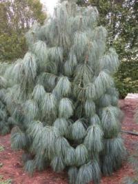 C2 гималайская сосна декоративная длинная хвоя 20-30 см. PINUS WALLICHIANA