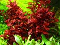 Растения в аквариум Ludwigia Mini Super Red XL