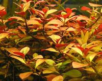 Ludwigia repens Красная доставка Белосток saxon4