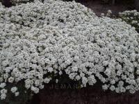 Schivereckia bornmuelleri рассада