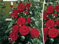 Роза' rosa ' вьющаяся Blaze Superior № 1411