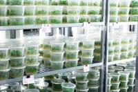 Hygrophila Ringens purple z IN vitro kubek 5cm średn.