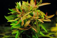 Аквариумные растения Hygrophila Araguaia раритет XL