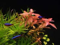 Hygrophila polysperma rosanervig hodowla akwa_fan