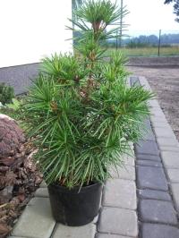 Сосница японская красотка сверх временного