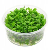 Ceratopteris cornuta плавающая - in vitro-Saxon4