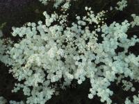 Клубневая луковица полная рассада