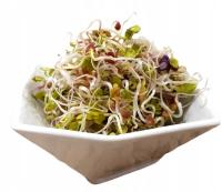 РЕДЬКА семена на Ростки 500g