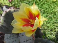 Опунция Макроцентра зимующая 2-побеговая рассада