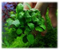 Растения для аквариума Schismatoglottis мега раритет!