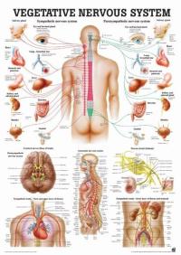 Медицинский налет-вегетативная нервная система (Eng)